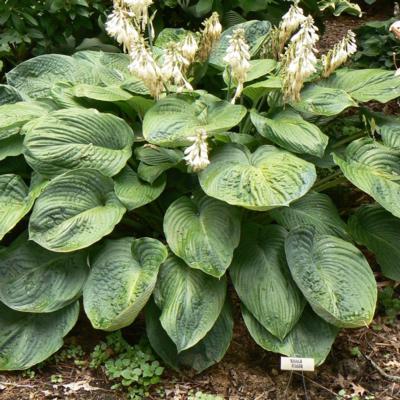 Hosta 'Amos' Hosta 'Amos'